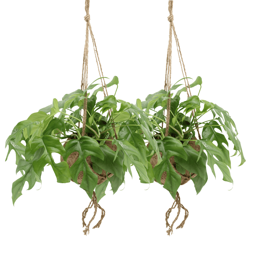 Two Monstera Minima hanging plants in coconut fibre pots with split green leaves and natural rope hangers, exposed roots…