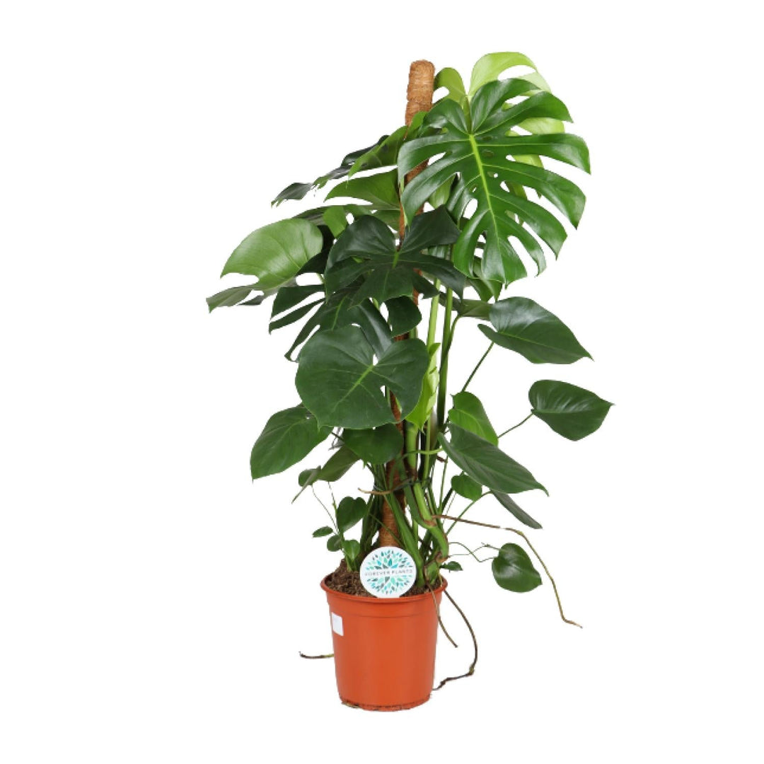 Monstera deliciosa with deeply split dark green leaves and brown aerial roots, in 24cm terracotta pot with size label