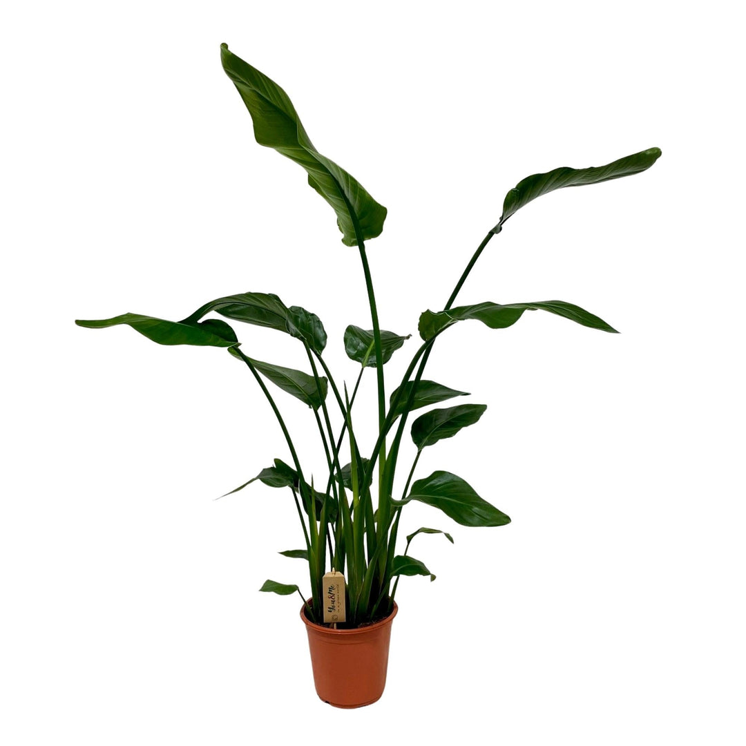 White bird of paradise (Strelitzia nicolai) with large paddle-shaped leaves, a statement indoor plant gift