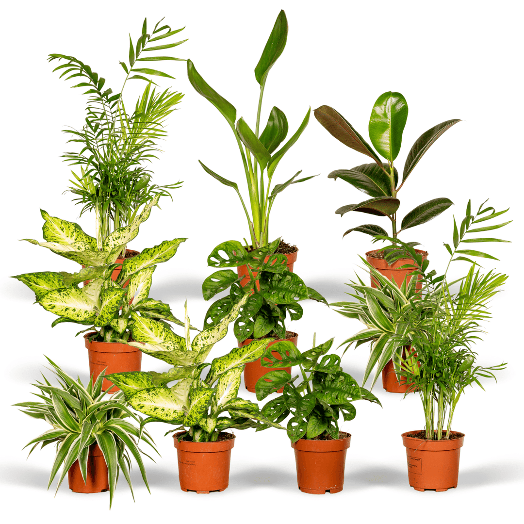 Surprise Plant Gift Box — 10 hand-picked indoor plants curated for European gifting