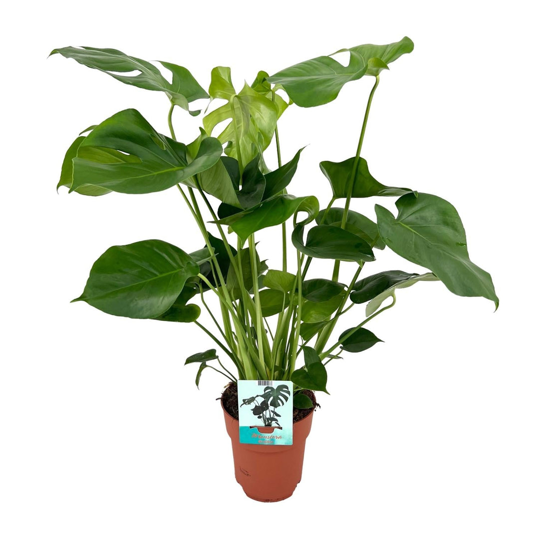 Monstera deliciosa Swiss cheese plant in terracotta pot, showing green split leaves and upright stems with care label visible