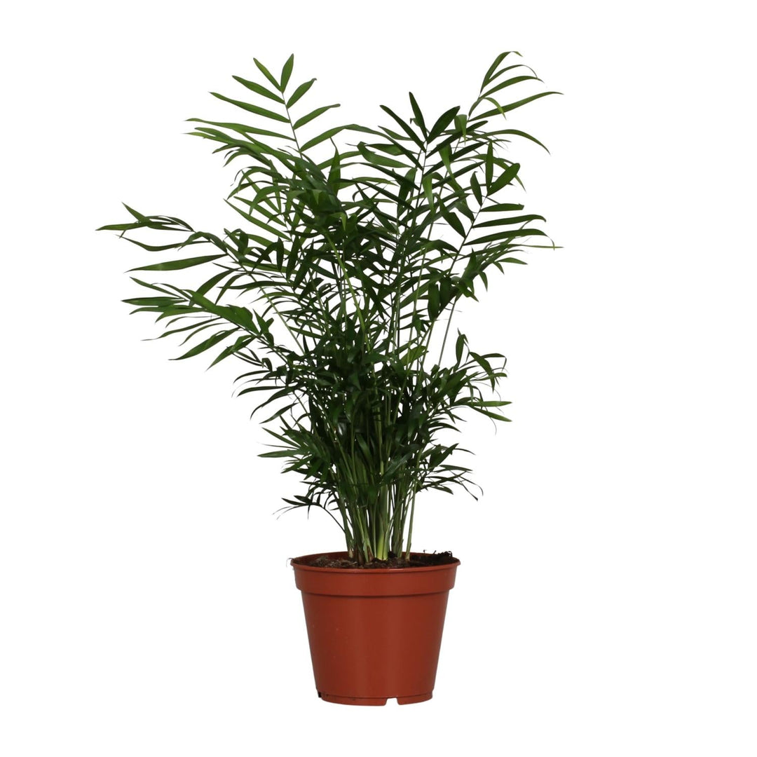 Parlour palm with feathery green leaflets on multiple stems in a terracotta pot against white background