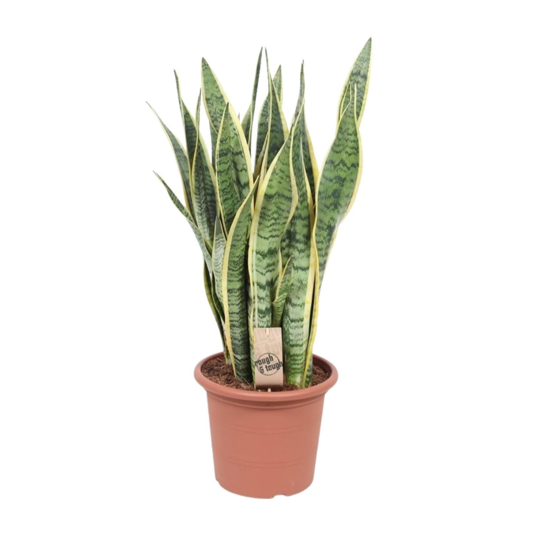 Sansevieria 'Laurentii' snake plant with variegated green and yellow-edged sword-shaped leaves in terracotta pot