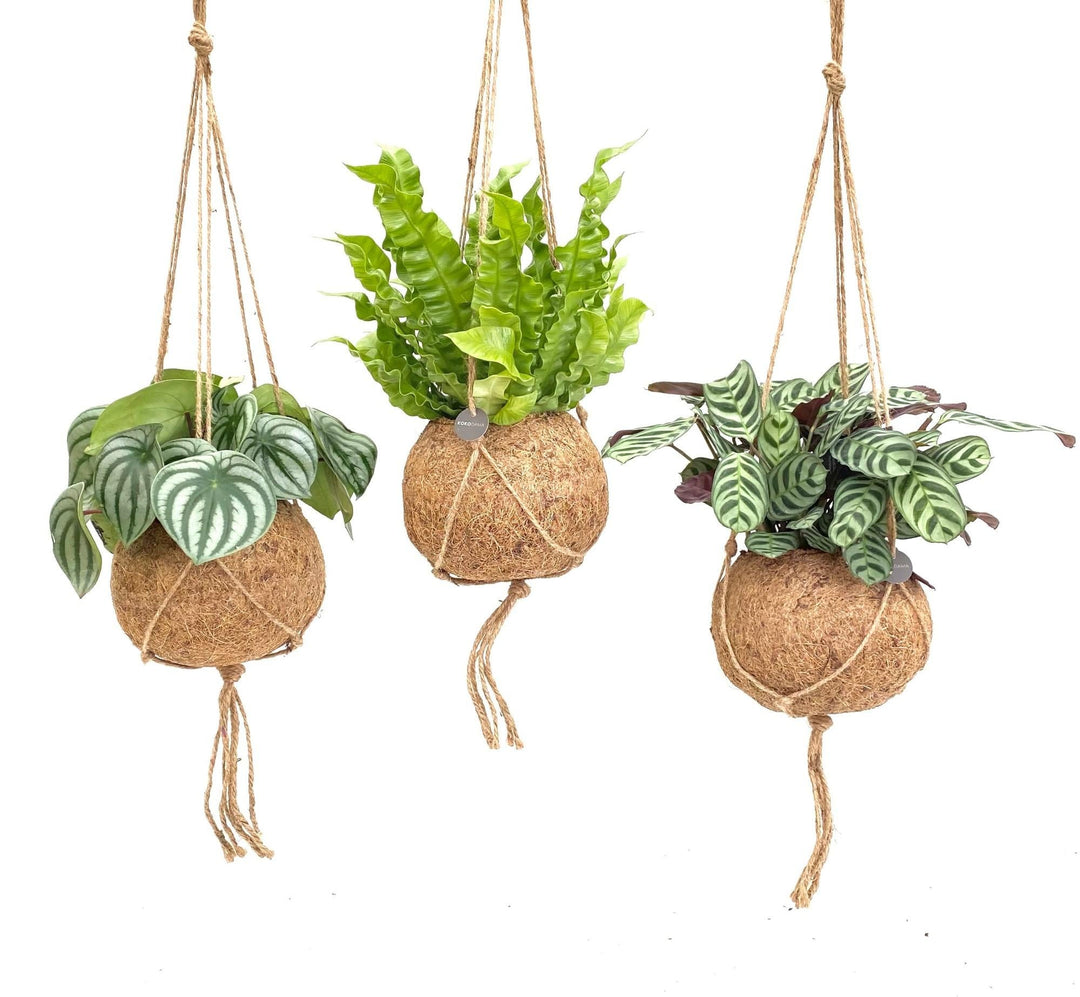 Three kokedama hanging plants in coir moss balls with jute twine: striped Syngonium, bright green fern, and variegated…