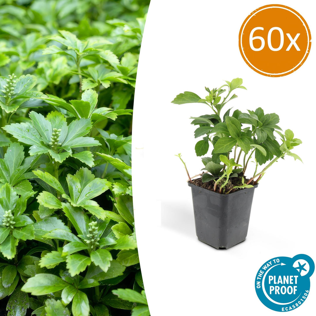 Pachysandra terminalis 'Green Carpet' with dense green leaves in black plastic pot, showing 60x quantity label