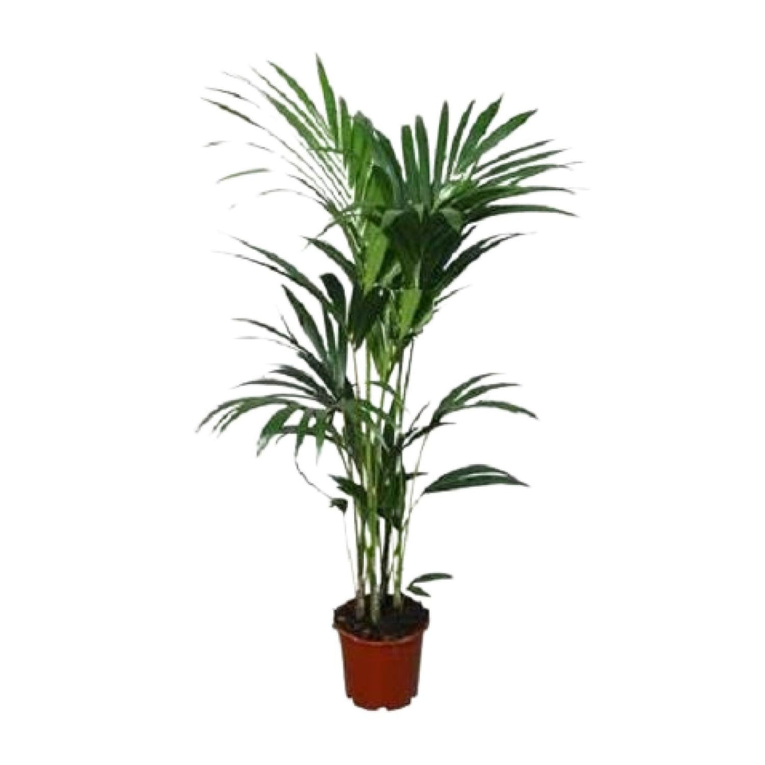 Kentia palm (Howea forsteriana), an elegant long-lived indoor plant gift for any occasion