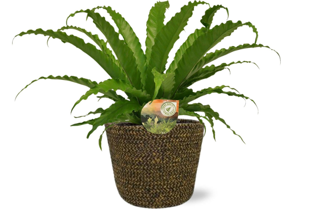 Bird's nest fern with long green wavy fronds in woven pot, care label visible, approximately 40cm tall