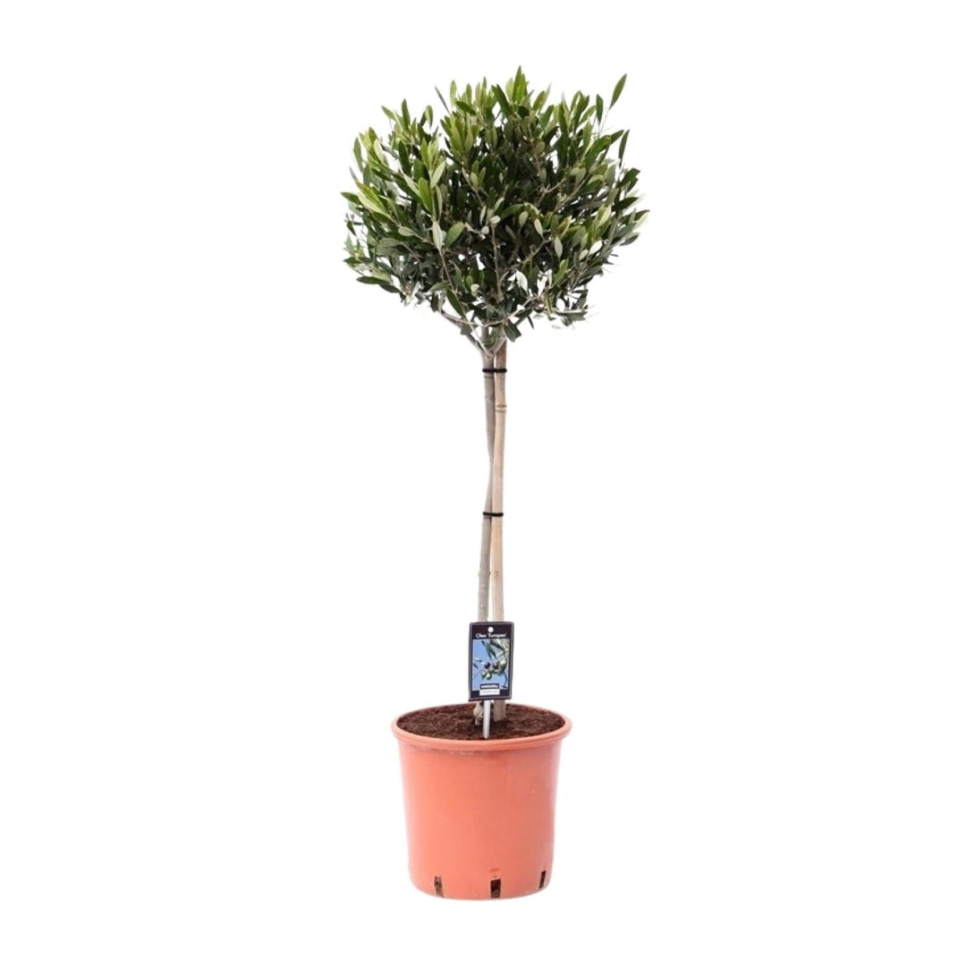 Olive tree with dark green narrow leaves in rounded lollipop form, tall pale trunk with support tie, in terracotta pot…
