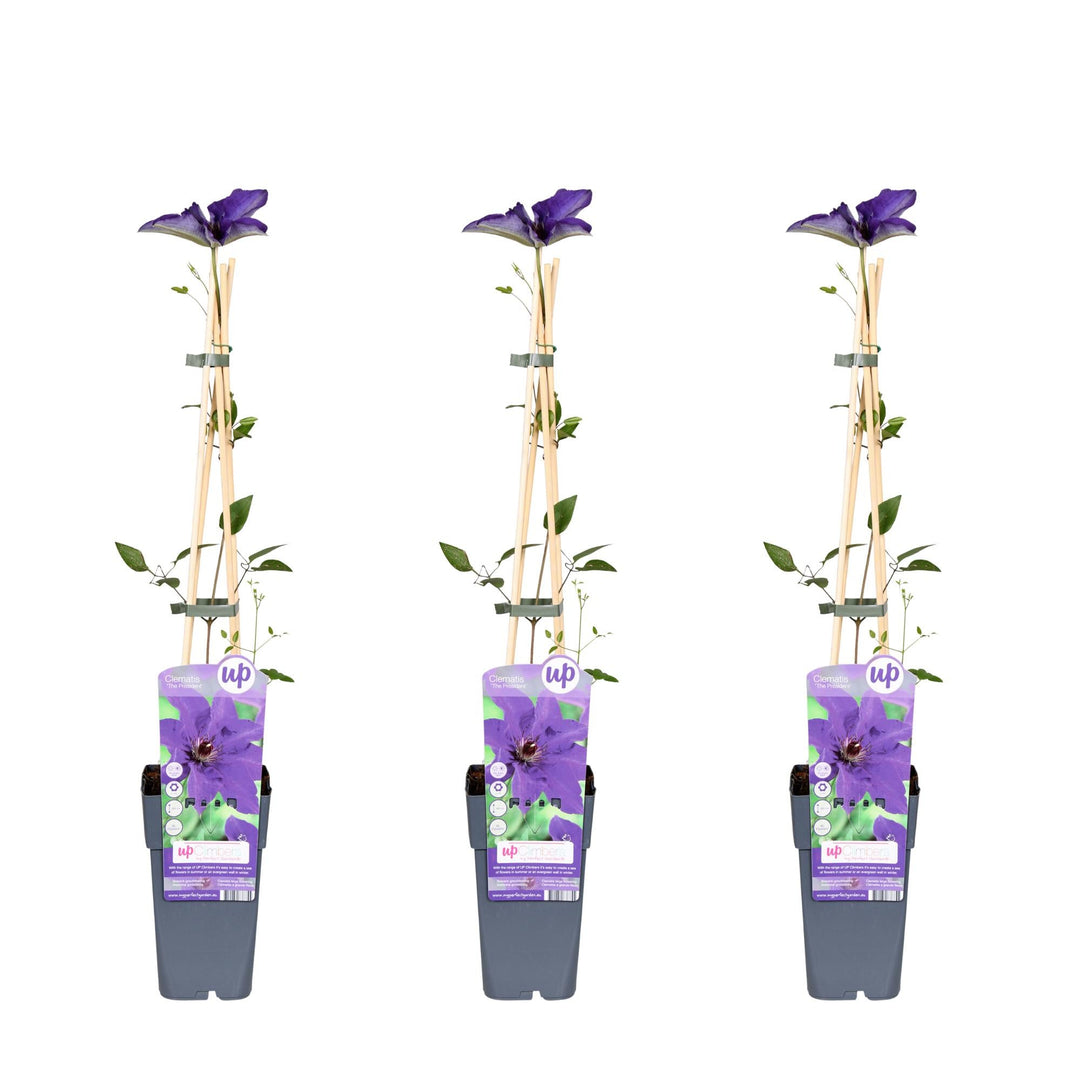 Clematis The President with purple flowers and green leaves, climbing on wooden supports with clips, in grey plastic pot,…