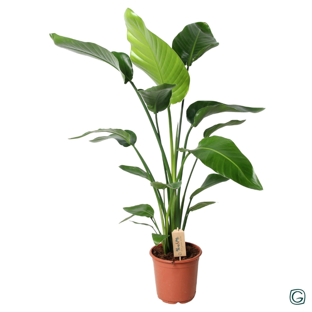 Strelitzia Nicolai White Bird of Paradise with large green paddle-shaped leaves in terracotta pot with plant label