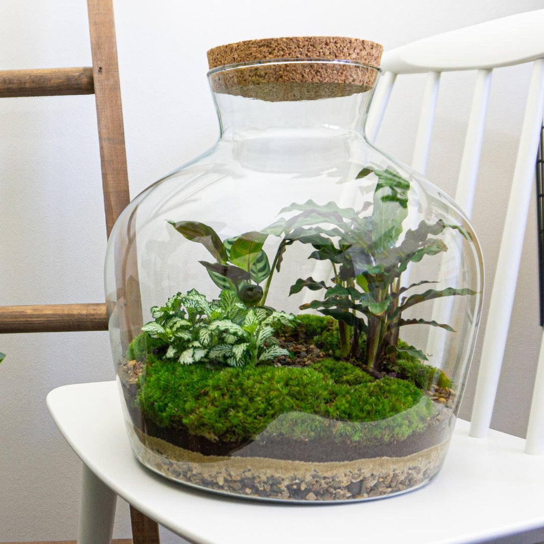 Glass terrarium jar with cork lid containing moss, green-leafed plants and layered soil, sat on white surface