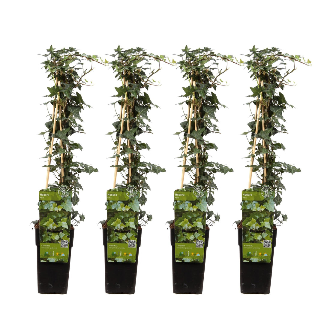 Four Hedera helix ivy plants with heart-shaped green leaves climbing wooden moss poles, in black square pots with green…
