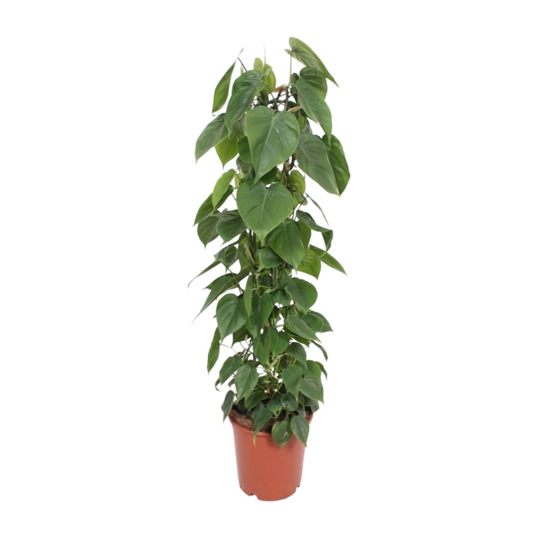 Heartleaf philodendron with heart-shaped green leaves climbing a moss pole, a romantic plant gift that lasts
