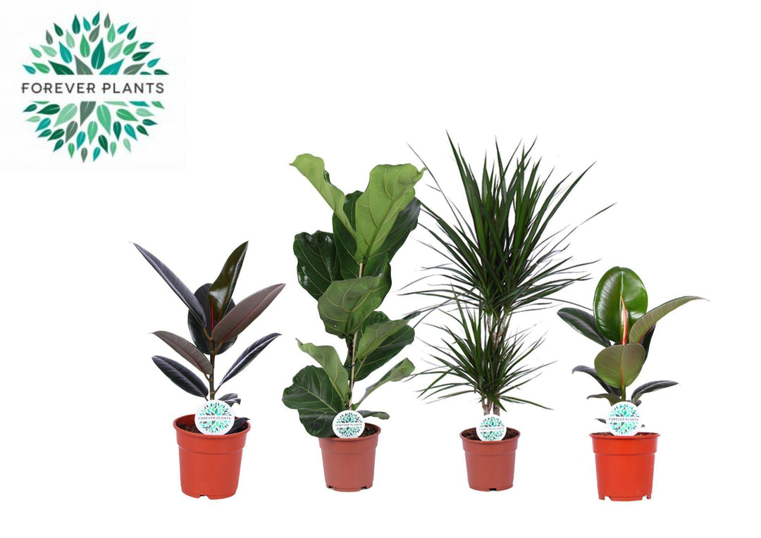 Four houseplants in red pots: dark-leaved rubber plant, green-leafed Fiddle Leaf Fig, striped dracaena, and red-stemmed…