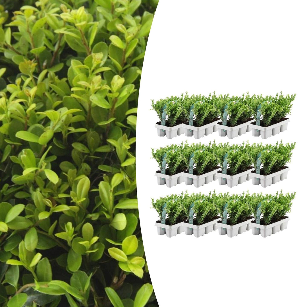 Japanese holly Ilex crenata Jenny with small rounded bright green leaves in white cell trays, thirty plants displayed in…