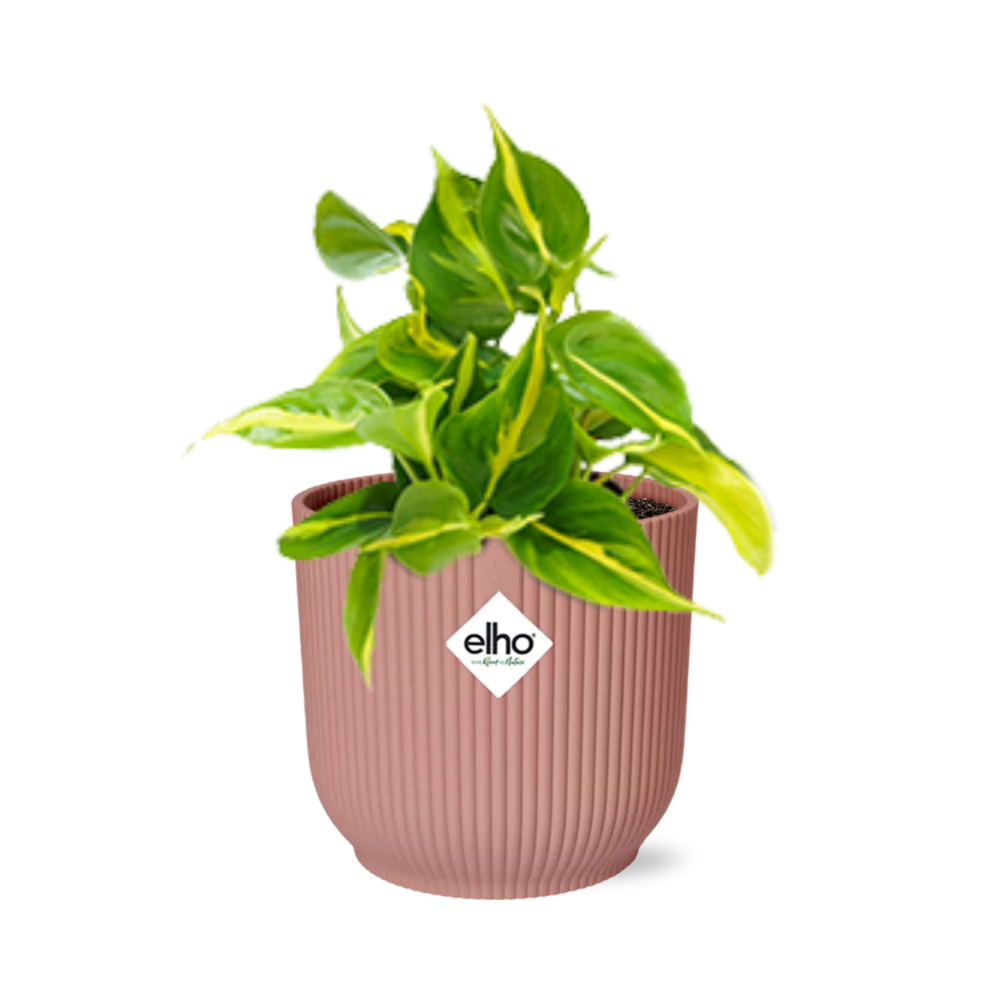 Philodendron Brasil with heart-shaped green leaves with yellow-green striping in pink elho pot against white background