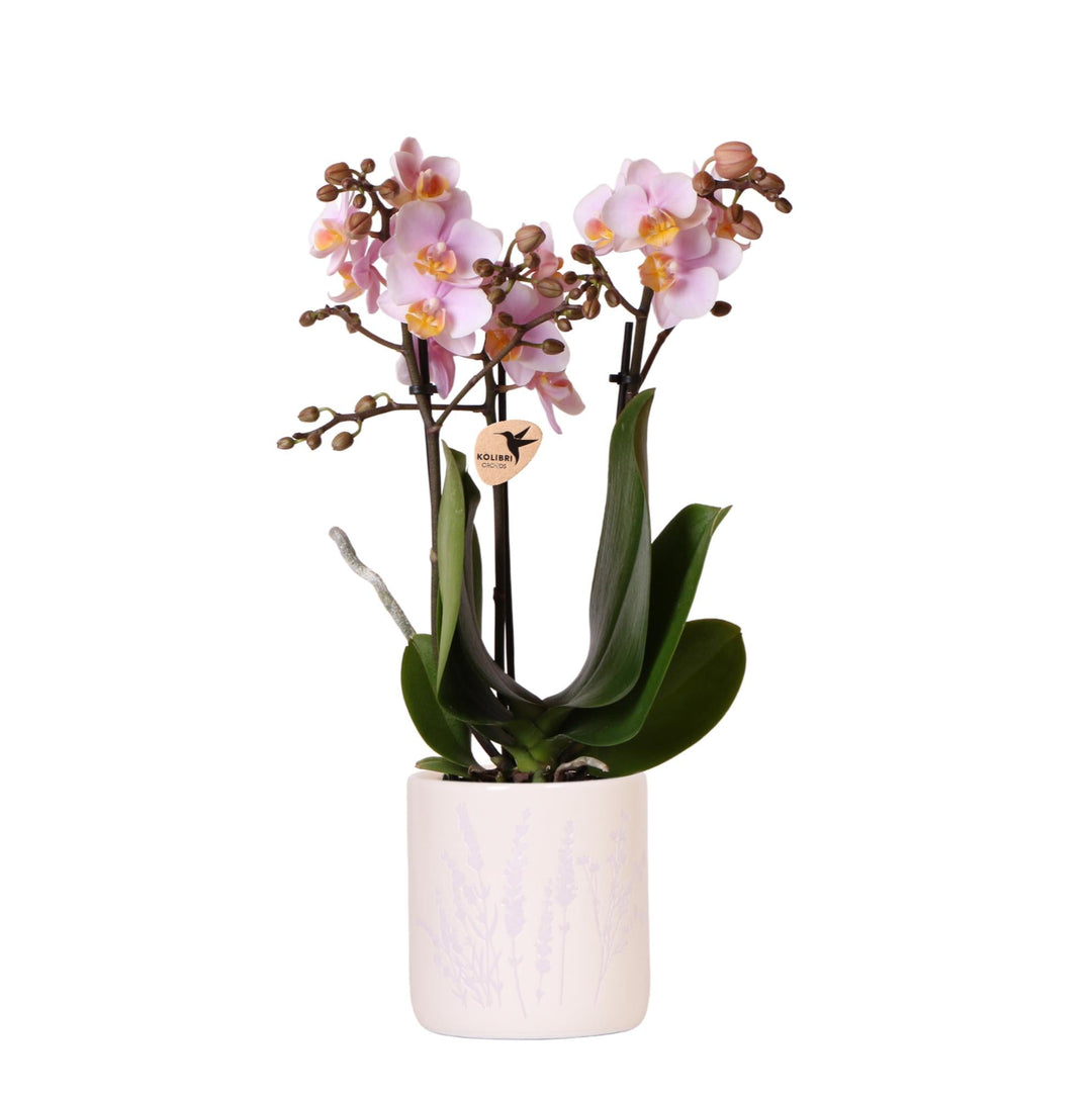 Pink orchid with two flowering stems and brown buds in cream ceramic pot, green striated leaves visible