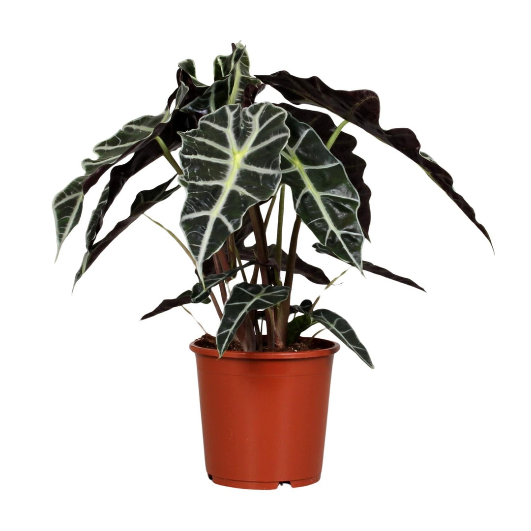 Alocasia Polly with dark arrow-shaped leaves and bold white veins, a statement gift for plant collectors