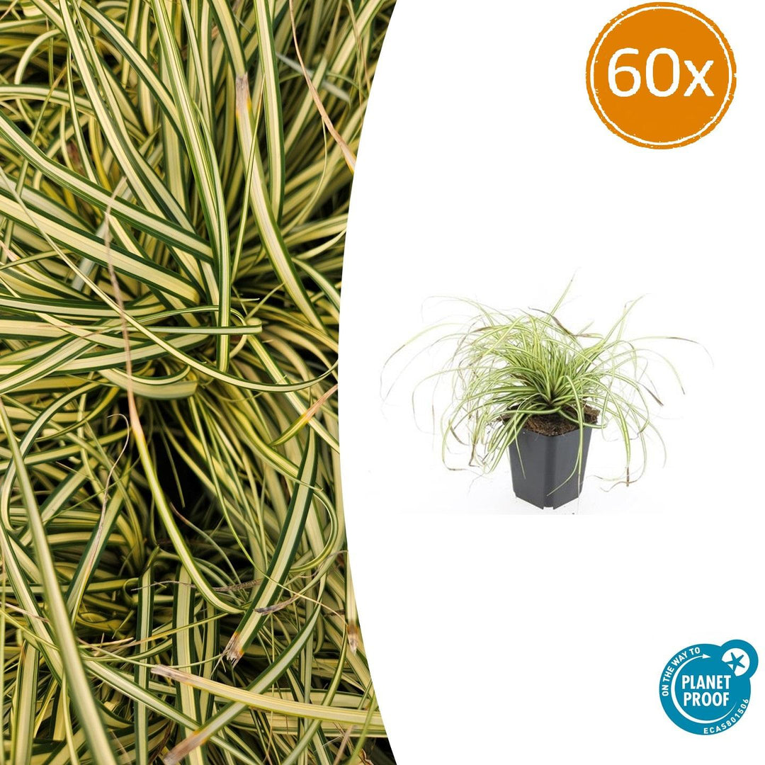 Carex Evergold Japanese sedge with arching yellow-striped green foliage in black pot, 60x quantity label visible