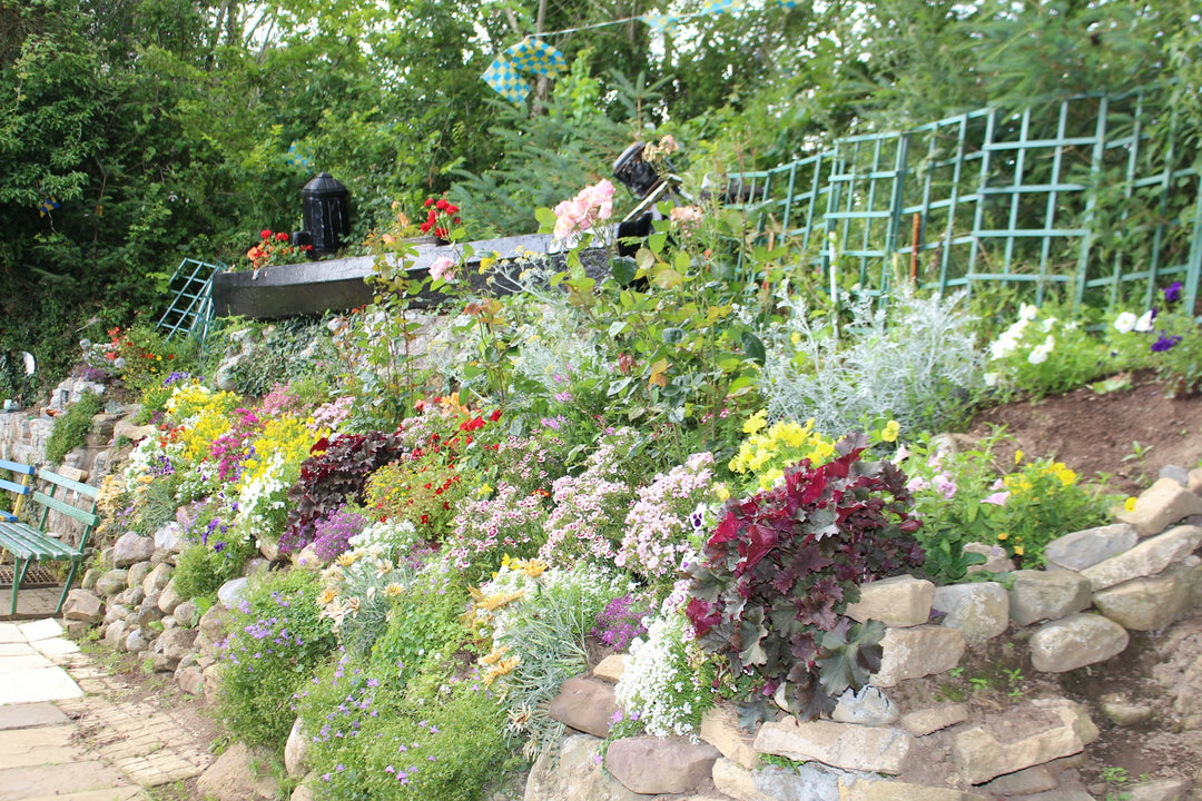 A dry-stone retained garden bank planted with cascading perennials and alpines