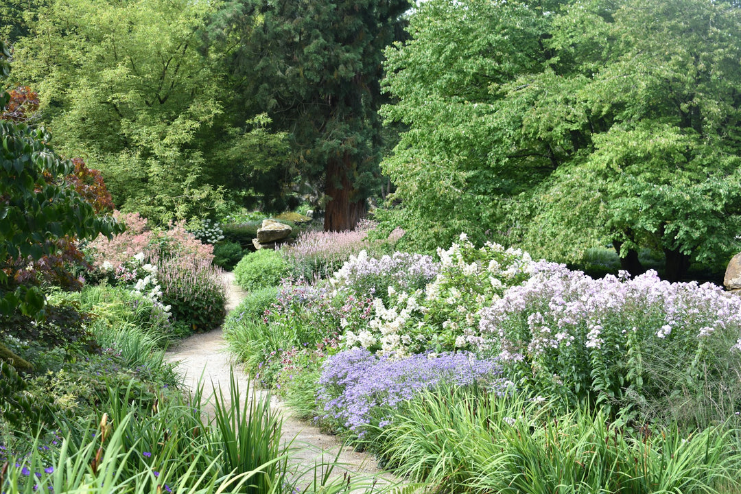 A winding path through a lush perennial border