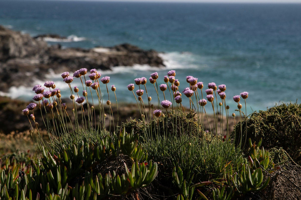 Sea thrift flowering on a windswept rocky coastline