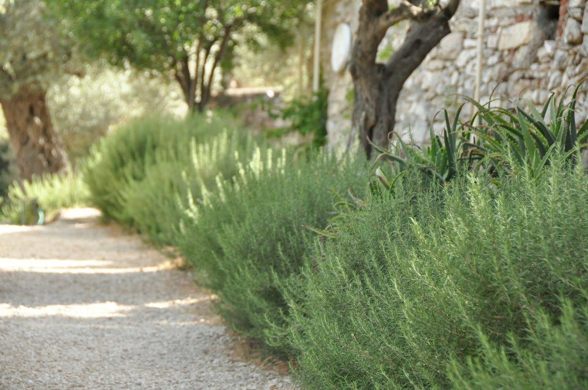 A gravel path edged with rosemary and lavender in sunlight