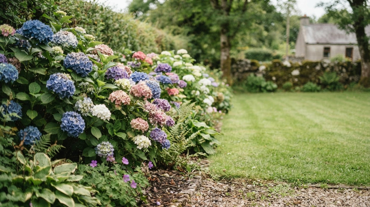 Blue, pink and white hydrangeas flowering in a garden border beside a lawn