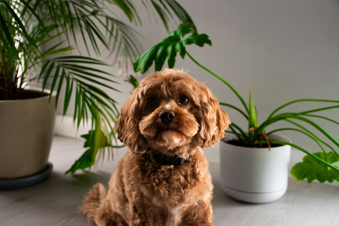 A dog sitting in a bright room beside a palm and other houseplants