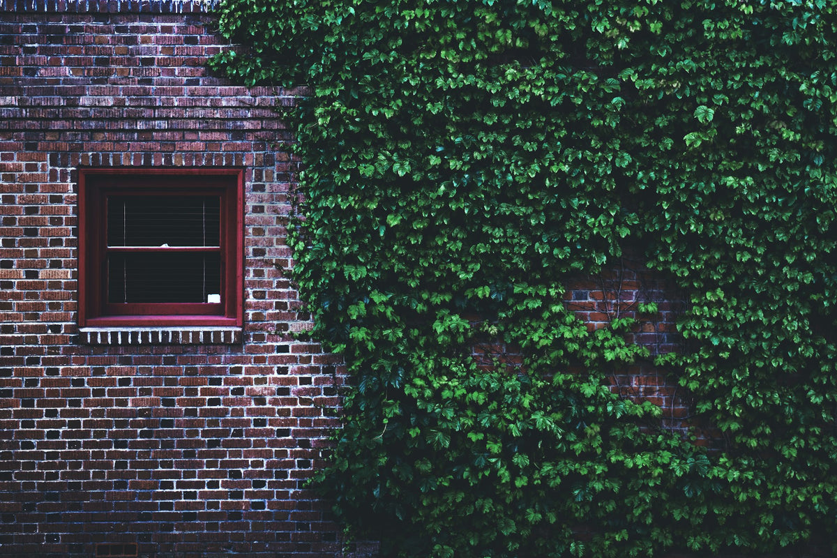 Ivy climbing a brick wall around a window