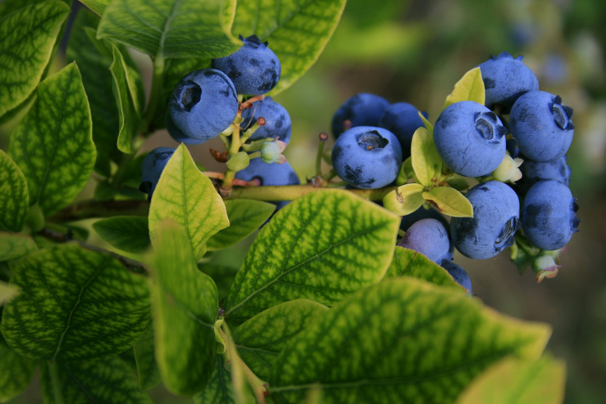 Plantes fruitières et arbustes à baies bio