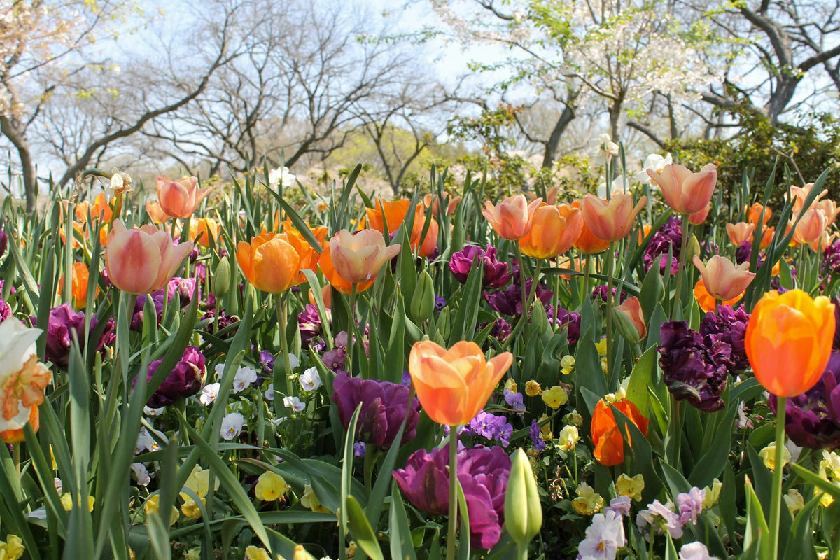 Bulbes de printemps – tulipes, narcisses, alliums et crocus