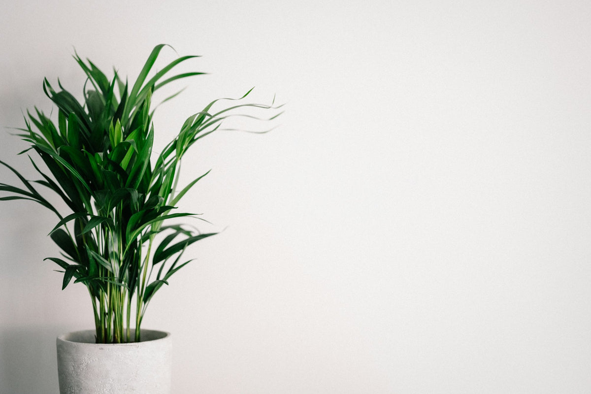 Potted indoor palm against a white wall
