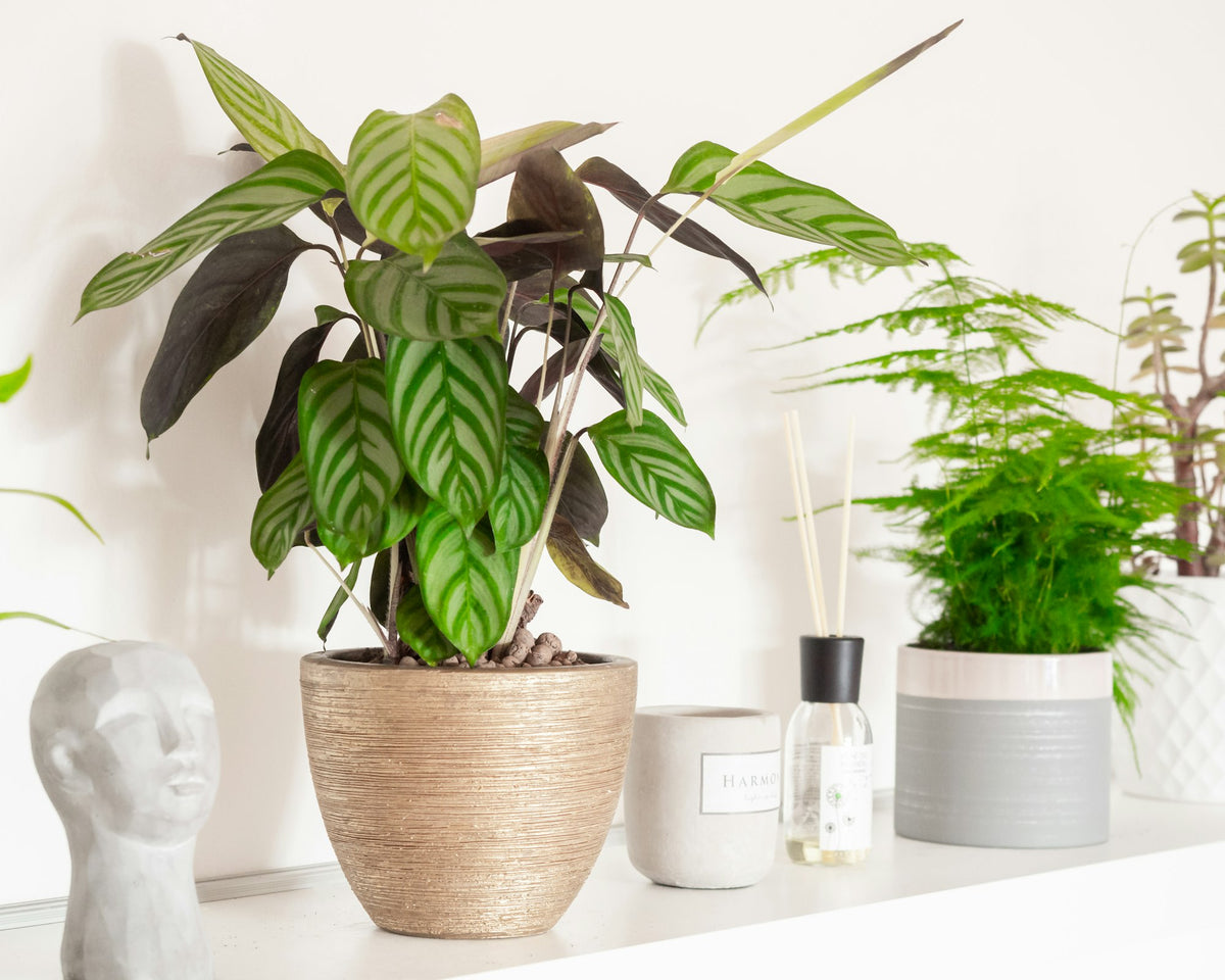 Calathea and asparagus fern on a bright bathroom shelf