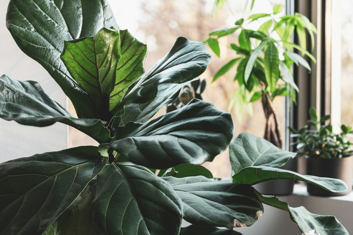 Glossy leaves of a fiddle leaf fig indoors