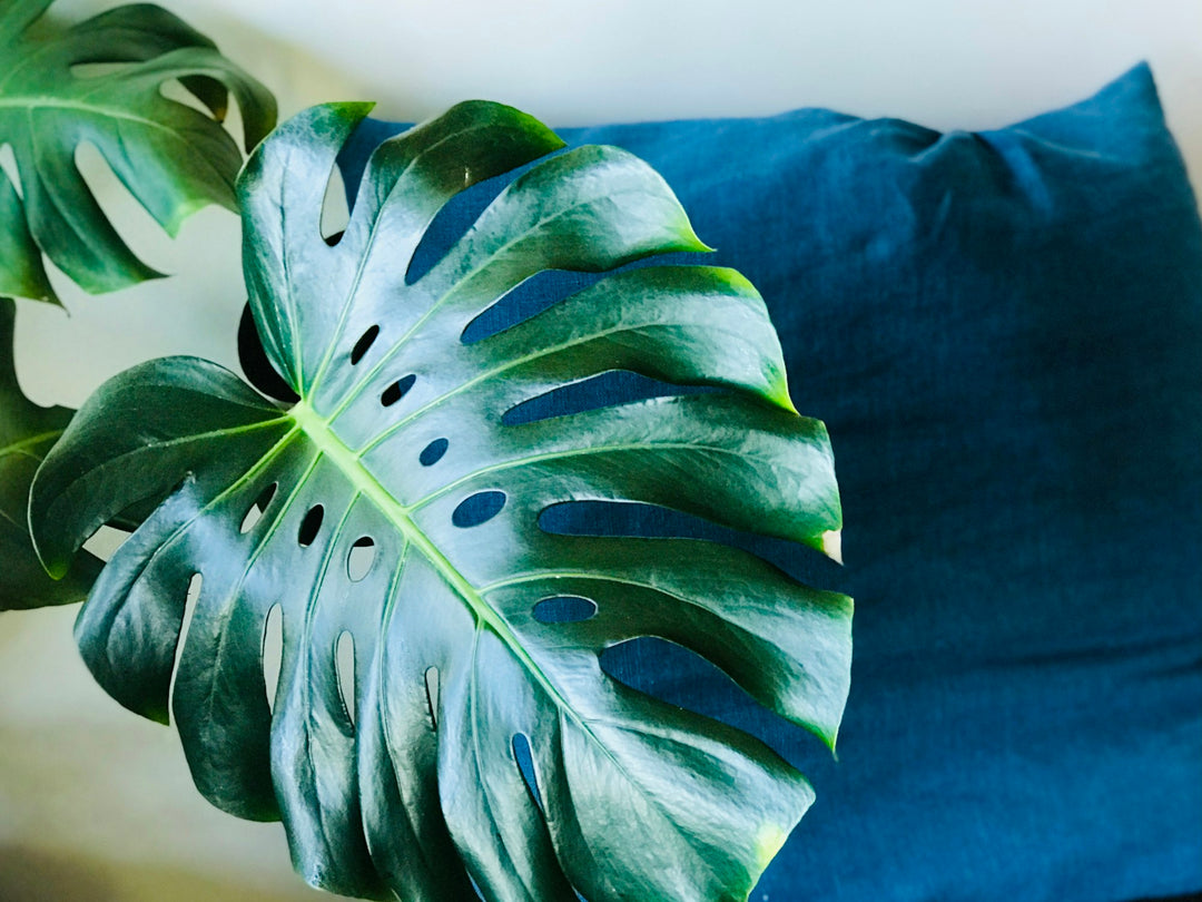 Large split leaf of a Monstera deliciosa