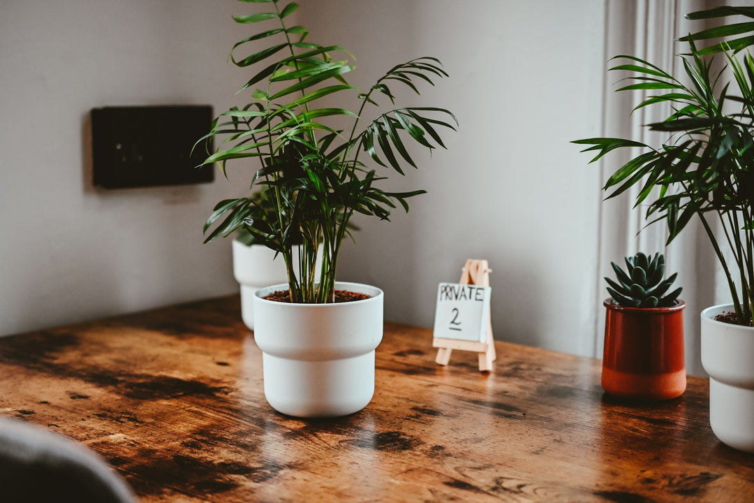 Parlour palm and small succulents on a wooden desk by a window
