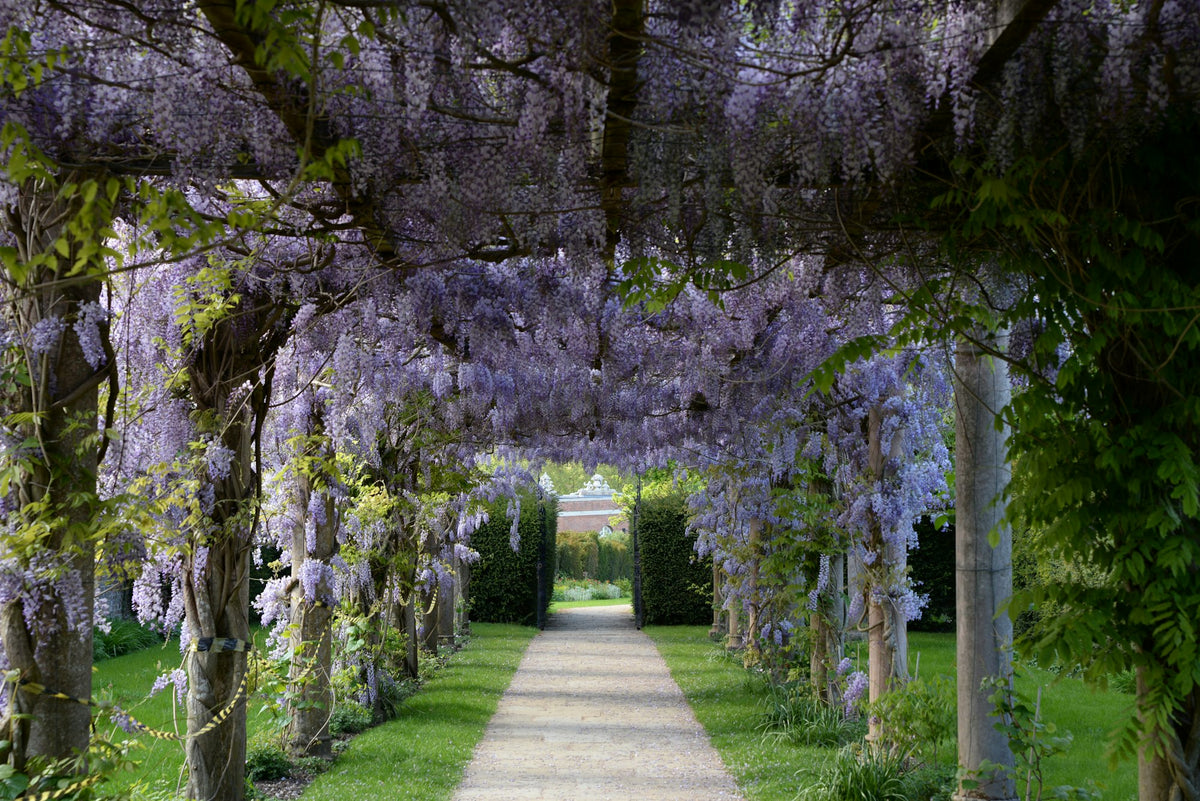 Wisteria in full flower over a garden pergola walk