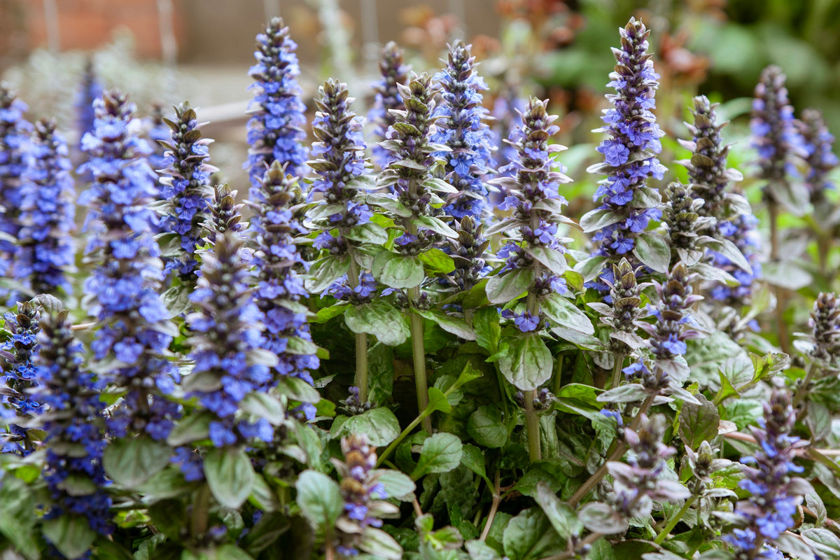 Plantes de couverture et de jardin