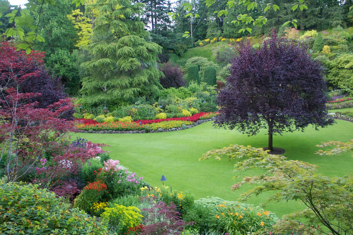 Garden with evergreen shrubs and trees giving year-round structure