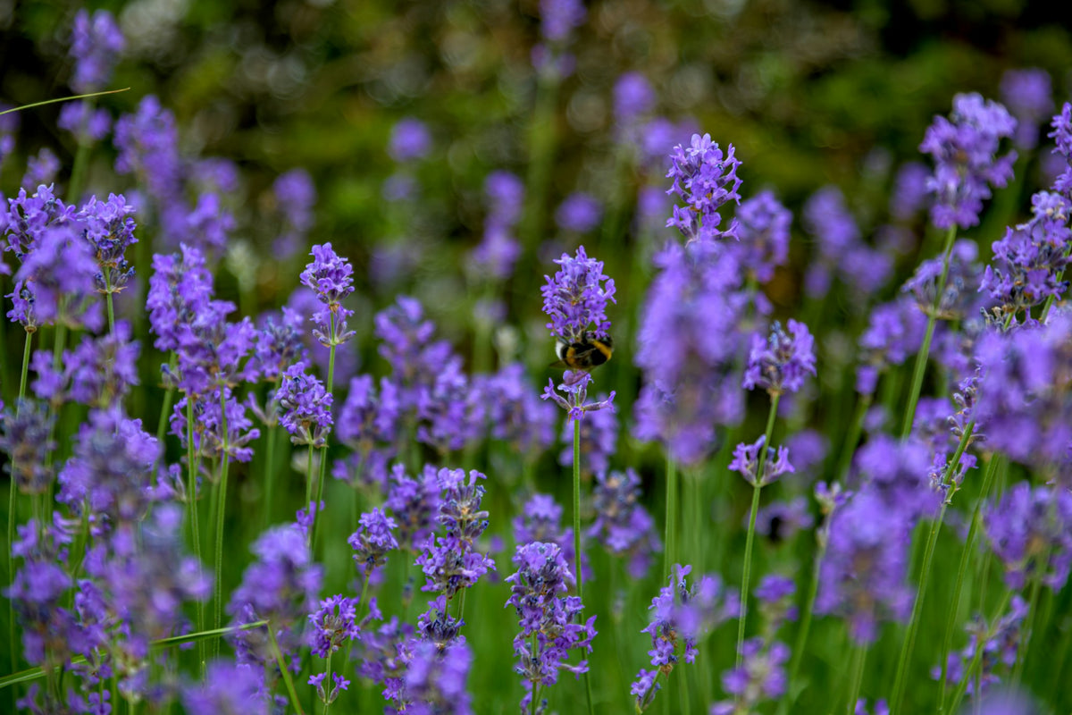 Bumblebee feeding on lavender flowers in a sunny garden