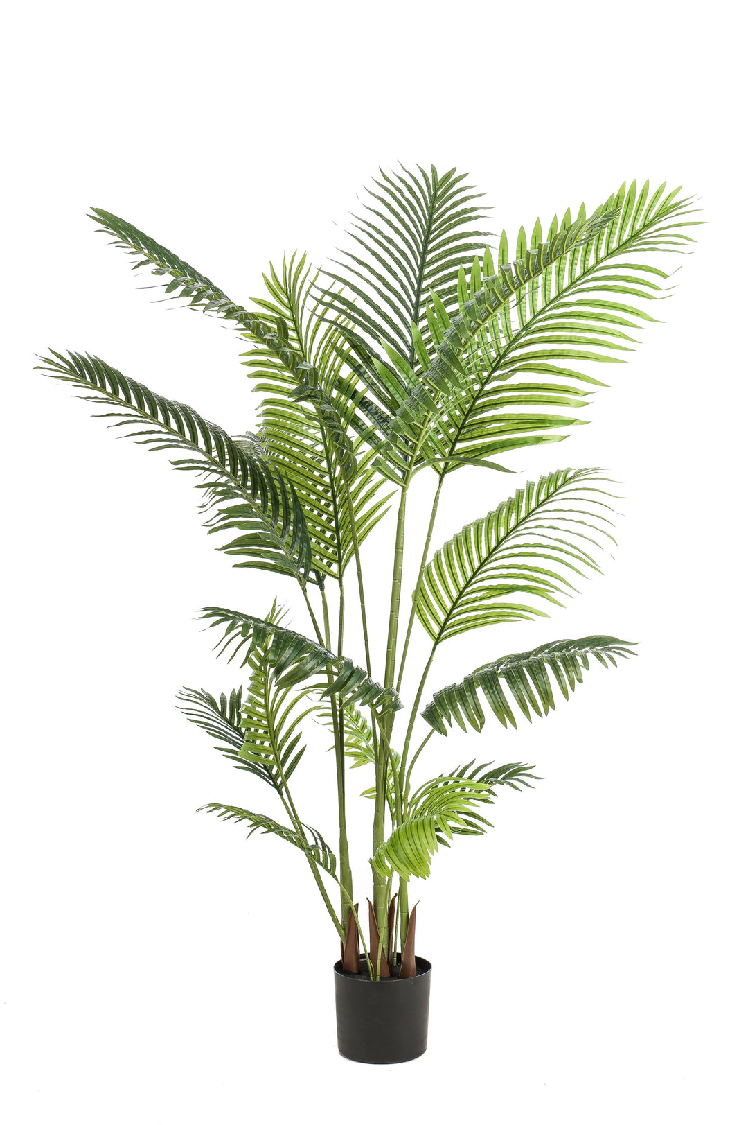 Kentia Palm Howea Forsteriana 24cm Pot 120cm Height Indoor Plant