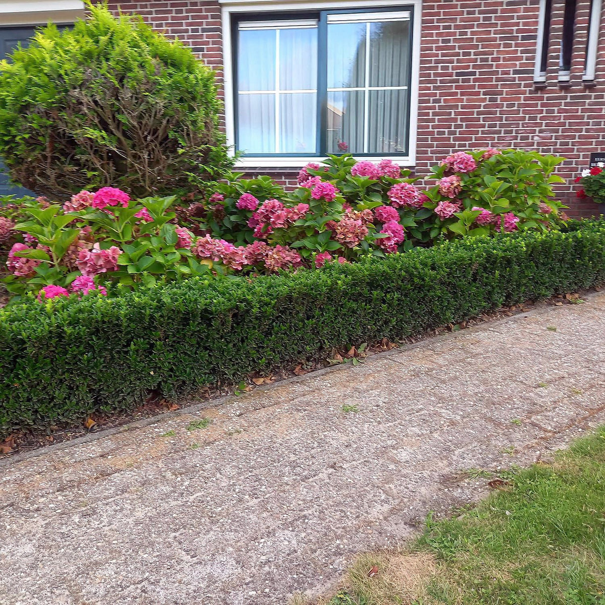 Low clipped Euonymus Green Spire hedge edging a gravel path beside pink hydrangeas in a home garden