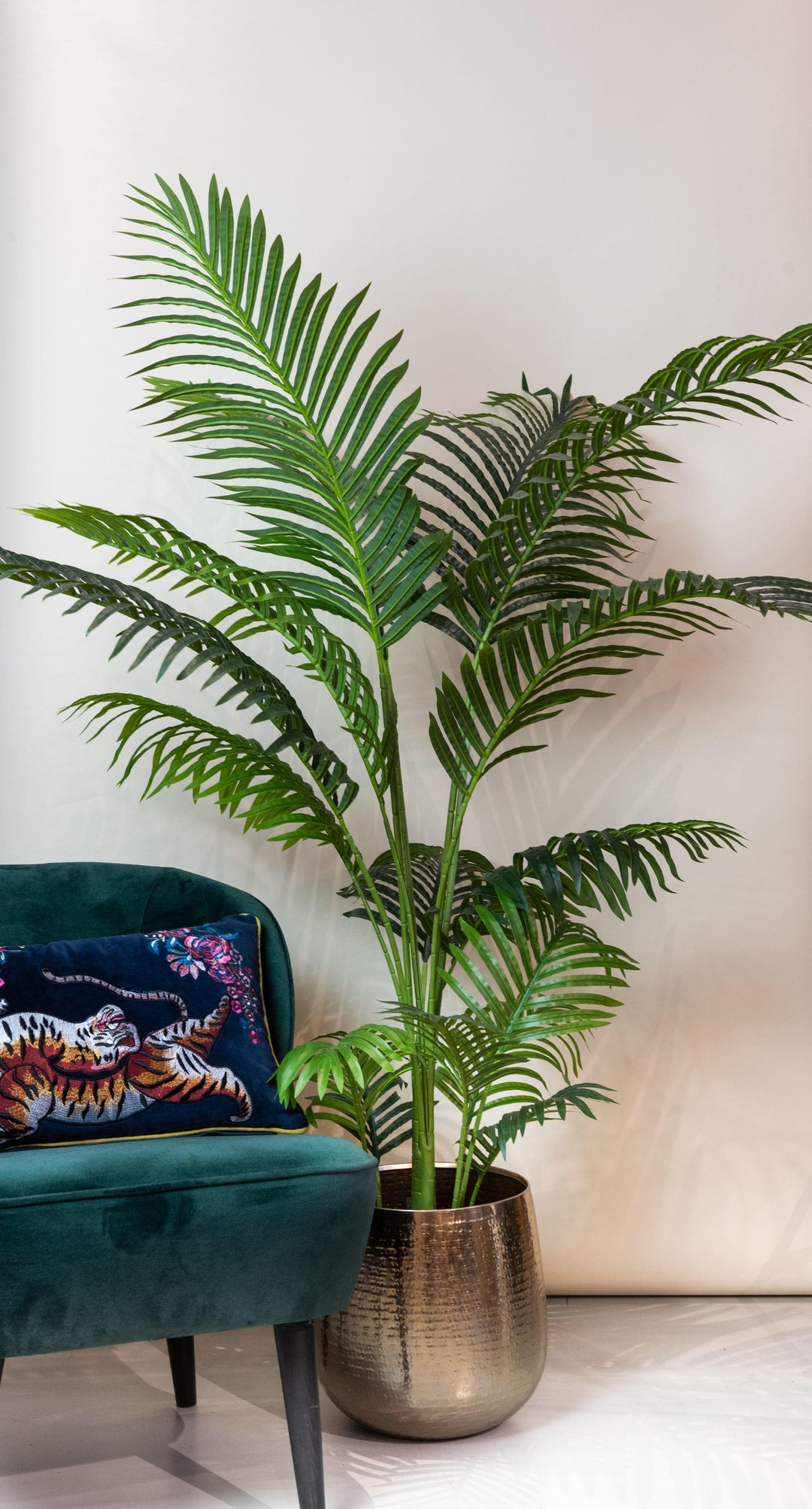 Kentia Palm Howea Forsteriana 24cm Pot 120cm Height Indoor Plant