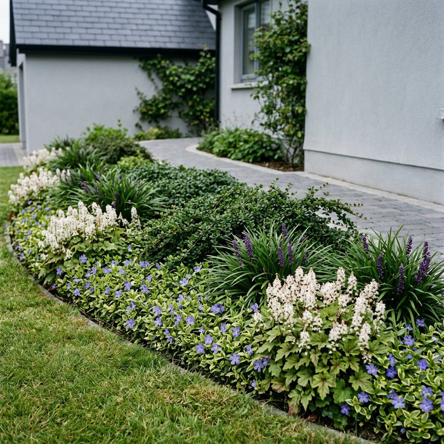 Illustration of the Cork border once established, planted with Cotoneaster dammeri, Euonymus fort., Vinca minor, Liriope muscari and Tiarella cordifolia