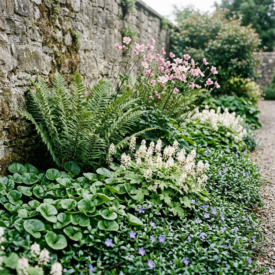 Illustration of the Lisbon border once established, planted with Vinca minor, Tiarella cordifolia, Asarum europaeum, Dryopteris filix-mas and Anemone tom.