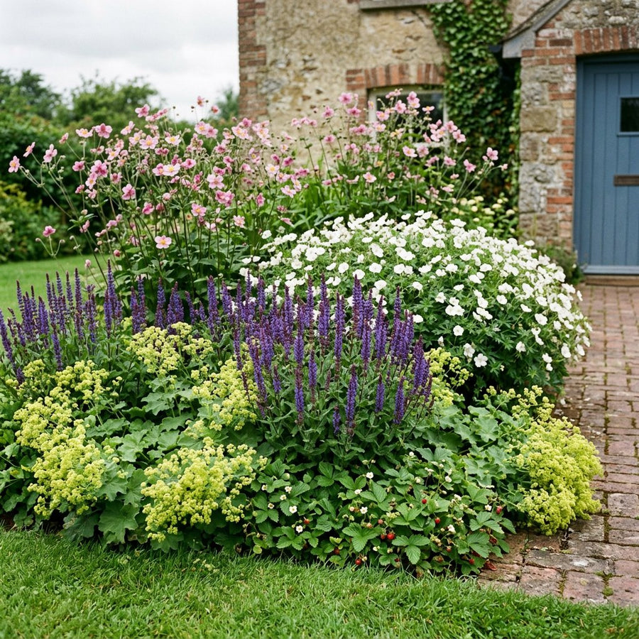 Illustration of the Madrid border once established, planted with Geranium sang., Anemone tom., Alchemilla mollis, Salvia nem. and Fragaria vesca