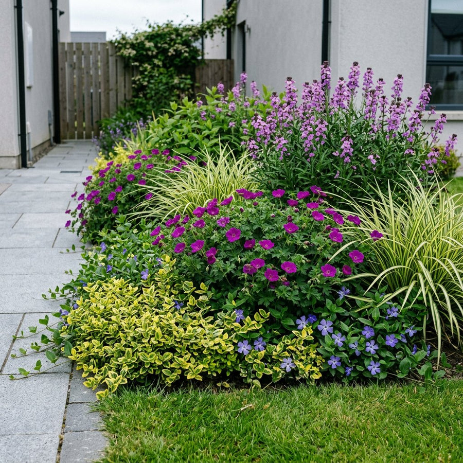 Illustration of the Riga border once established, planted with Euonymus fort., Geranium sang., Vinca major, Carex morrowii and Erysimum
