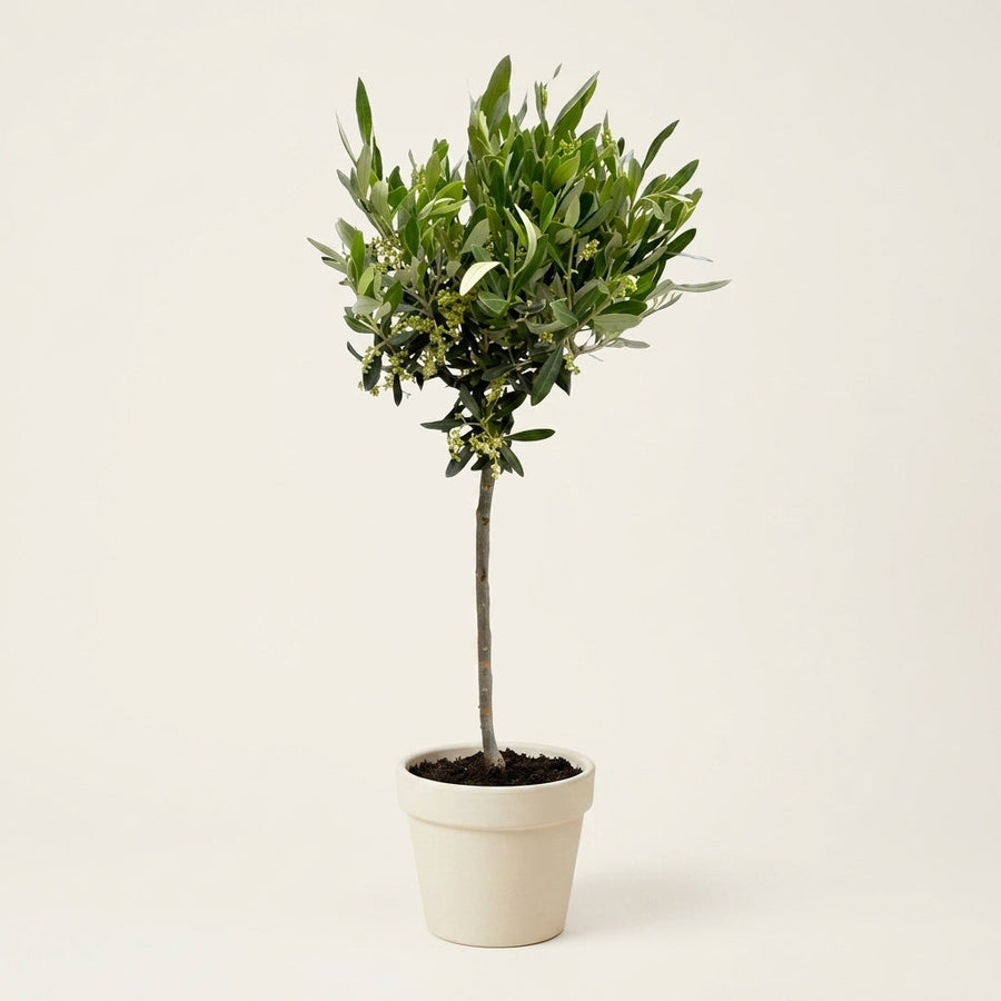 Mediterranean Olive Tree Olea Europaea on stem 90cm — single stem with bushy canopy of grey-green olive leaves in cream ceramic pot, indoor or outdoor garden plant
