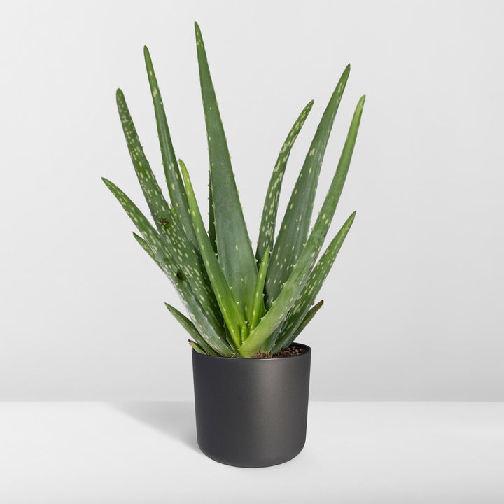 Aloe Vera Plant 12cm - Easy Care Indoor Succulent for Home